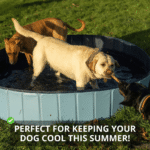 Pop-Up Foldable Outdoor Dog Bath & Swimming Pool - Image 6